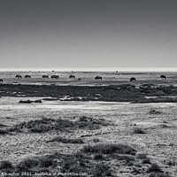 Buy canvas prints of Wildebeest Herd in Etosha Pan, Namibia by Dietmar Rauscher