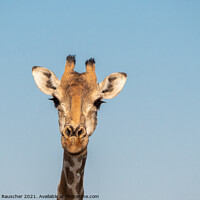 Buy canvas prints of Giraffe Head in Etosha, Namibia by Dietmar Rauscher