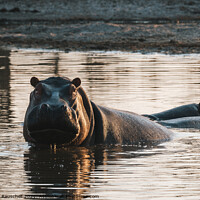 Buy canvas prints of Hippo in a Pool, Evening Light, Partially Submerged by Dietmar Rauscher