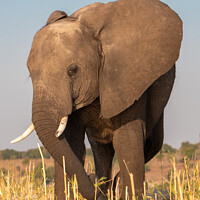 Buy canvas prints of Male Elephant with Tusks in Chobe NP by Dietmar Rauscher