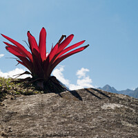 Buy canvas prints of Bromeliad Peruvian Red Mountain Flower by Dietmar Rauscher