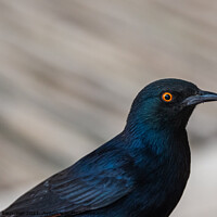 Buy canvas prints of Pale Winged Starling, a Black Bird with Orange Eyes in Namibia C by Dietmar Rauscher