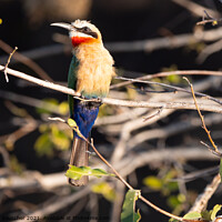 Buy canvas prints of African Bee Eater Bird Sitting on Branch by Dietmar Rauscher