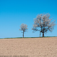 Buy canvas prints of Two Cherry Trees in Full Bloom by Dietmar Rauscher