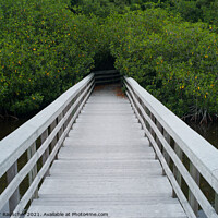 Buy canvas prints of White Boardwalk in the Everglades, Florida, USA by Dietmar Rauscher