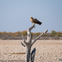 Buy canvas prints of Tawny Eagle Sitting on Dead Tree in Etosha National PArk, Namibia by Dietmar Rauscher