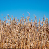 Buy canvas prints of Background of Reeds and Blue Sky by Dietmar Rauscher