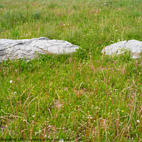 Buy canvas prints of Two Rocks on a Meadow by Dietmar Rauscher