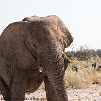 Buy canvas prints of African Elephant in Etosha National Park by Dietmar Rauscher