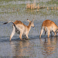 Buy canvas prints of Two Red Lechwe Antelopes in the Okavango Delta by Dietmar Rauscher