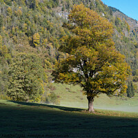 Buy canvas prints of Tree with Golden Leaves in an Alpine Autumn Landscape by Dietmar Rauscher