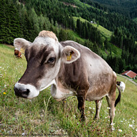 Buy canvas prints of Tyrolean Grey Cattle on a Seasonal Mountain Pasture by Dietmar Rauscher