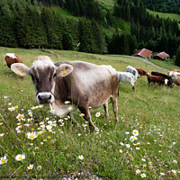 Buy canvas prints of Tyrolean Grey Cattle on a Seasonal Mountain Pasture by Dietmar Rauscher