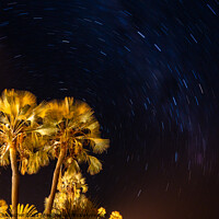 Buy canvas prints of Palm Tree and Night Sky with Stars by Dietmar Rauscher