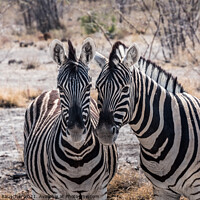 Buy canvas prints of Two Burchells Plains Zebra in Etosha National Park, Namibia by Dietmar Rauscher