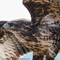 Buy canvas prints of Common Buzzard Close Up Spreading Wings  by Dietmar Rauscher