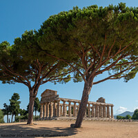 Buy canvas prints of Greek Temple of Athena or Ceres in Paestum, Italy by Dietmar Rauscher