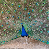 Buy canvas prints of Peacock with Colorful Feathers in Wallenstein Garden, Prague by Dietmar Rauscher