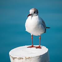 Buy canvas prints of Black-headed Gull on a Wooden Post at Lake Garda by Dietmar Rauscher