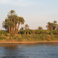 Buy canvas prints of Bank of the River Nile, Egypt by Dietmar Rauscher