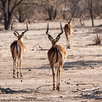 Buy canvas prints of Three Impala Antelopes by Dietmar Rauscher