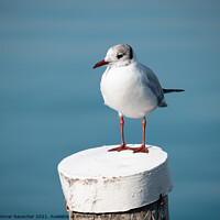 Buy canvas prints of Black-headed Gull on a Wooden Post at Lake Garda by Dietmar Rauscher