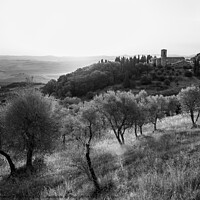 Buy canvas prints of Olive Grove near Montalcino at the Convento dell'Osservanza Mono by Dietmar Rauscher