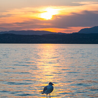 Buy canvas prints of Lake Garda Sunset with Black Headed Gull by Dietmar Rauscher