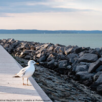 Buy canvas prints of Gull on the Lungomare Promenade in Grado, Italy by Dietmar Rauscher