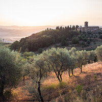 Buy canvas prints of Olive Grove near Montalcino at the Convento dell'Osservanza  by Dietmar Rauscher