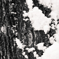 Buy canvas prints of Tree Bark and Snow Monochrome  by Dietmar Rauscher