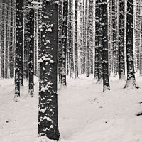 Buy canvas prints of Winter Tree Trunks with Snow by Dietmar Rauscher