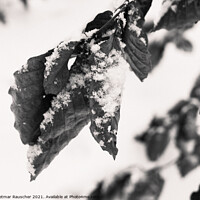Buy canvas prints of Snow on Wilted Leaves by Dietmar Rauscher