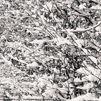 Buy canvas prints of Twigs and Snow Abstract by Dietmar Rauscher