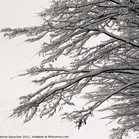 Buy canvas prints of Tree Branches Covered with Snow by Dietmar Rauscher