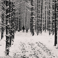 Buy canvas prints of Winter Forest Walk by Dietmar Rauscher