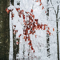 Buy canvas prints of Red Beech Leaves in Winter by Dietmar Rauscher