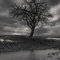 Buy canvas prints of Bare Tree in Winter Monochrome by Dietmar Rauscher