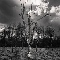Buy canvas prints of Bare Tree in Haunting Landscape by Dietmar Rauscher