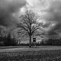 Buy canvas prints of Bare Tree and Perch in Winter Landscape Monochrome by Dietmar Rauscher