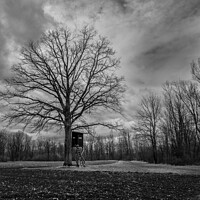 Buy canvas prints of Bare Tree and Perch in Winter Landscape Monochrome by Dietmar Rauscher