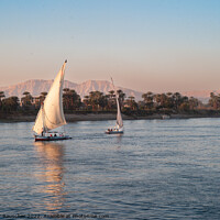 Buy canvas prints of Felucca Sail Boat on the River Nile in Egypt by Dietmar Rauscher