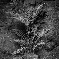 Buy canvas prints of Fern and Rock Nature Detail by Dietmar Rauscher