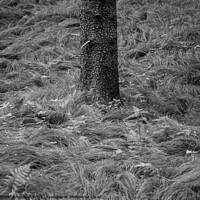Buy canvas prints of Grass and Tree Trunk Minimalist Nature Detail by Dietmar Rauscher