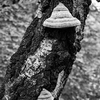 Buy canvas prints of Fungus on Birch Tree Trunk Detail by Dietmar Rauscher