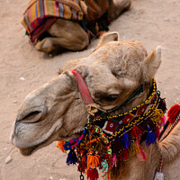 Buy canvas prints of Dromedary Camel with Arabian Bridle in Petra by Dietmar Rauscher