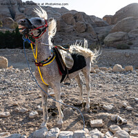 Buy canvas prints of Arabian White Horse in Petra, Jordan by Dietmar Rauscher