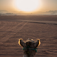 Buy canvas prints of Sunrise and Camel in Wadi Rum, Jordan by Dietmar Rauscher