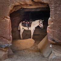 Buy canvas prints of Arabian White Horse in a Cave in Petra, Jordan by Dietmar Rauscher