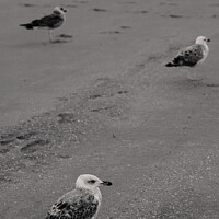 Buy canvas prints of Seagulls on the Beach by Dietmar Rauscher